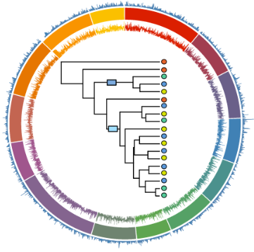 Halictid genomes browser